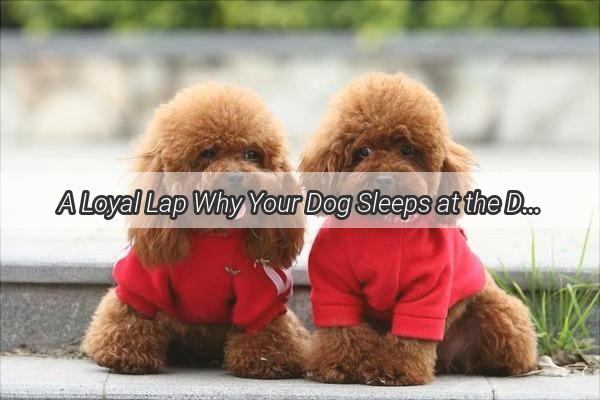 A Loyal Lap Why Your Dog Sleeps at the Door and the Heartwarming Reason Behind It